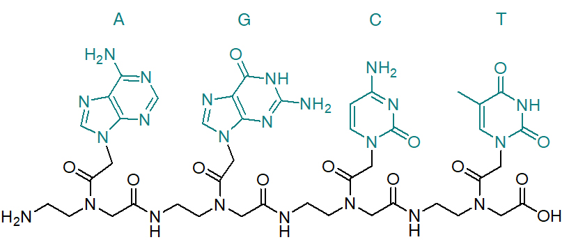 PNA oligonucleotide